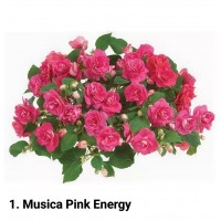 001. Бальзамин Musica Pink Energy