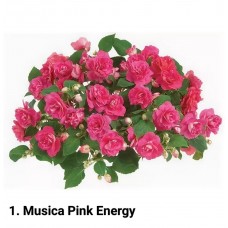 001. Бальзамин Musica Pink Energy