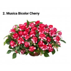 002. Бальзамин Musica Bicolor Cherry