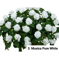 003. Бальзамин Musica Pure White