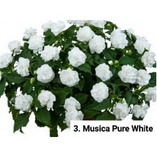003. Бальзамин Musica Pure White