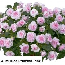 004. Бальзамин Musica Princess Pink
