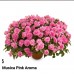 005. Бальзамин Musica Pink Aroma