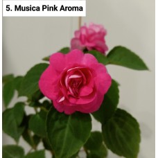 005. Бальзамин Musica Pink Aroma