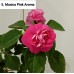 005. Бальзамин Musica Pink Aroma