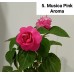 005. Бальзамин Musica Pink Aroma