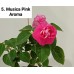 005. Бальзамин Musica Pink Aroma