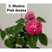005. Бальзамин Musica Pink Aroma