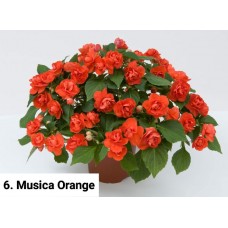 006. Бальзамин Musica Orange