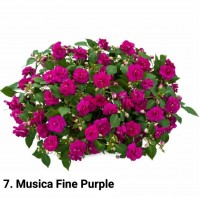 007. Бальзамин Musica Fine Purple
