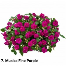 007. Бальзамин Musica Fine Purple