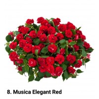 008. Бальзамин Musica Elegant Red