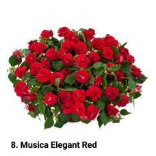 008. Бальзамин Musica Elegant Red