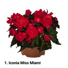001. Бегония ампельная Iconia Miss Miami