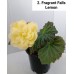 002. Бегония ампельная Fragrant Falls Lemon 