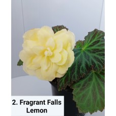 002. Бегония ампельная Fragrant Falls Lemon 