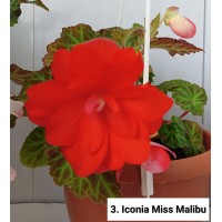 003. Бегония ампельная Iconia Miss Malibu