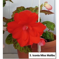 003. Бегония ампельная Iconia Miss Malibu