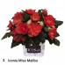 003. Бегония ампельная Iconia Miss Malibu