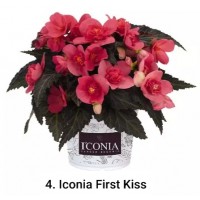 004. Бегония ампельная Iconia First Kiss