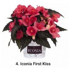 004. Бегония ампельная Iconia First Kiss