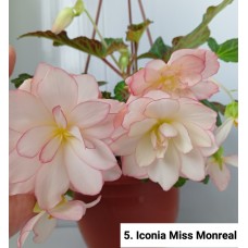 005. Бегония ампельная Iconia Miss Monreal