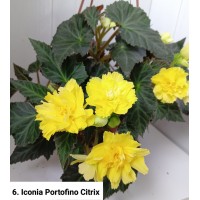 006. Бегония ампельная Iconia Portofino Citrix