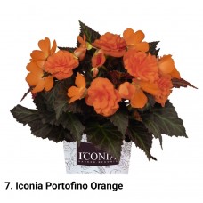 007. Бегония ампельная Iconia Portofino Orange