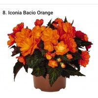 008. Бегония ампельная Iconia Bacio Orange