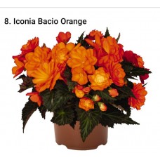008. Бегония ампельная Iconia Bacio Orange