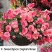 009. Бегония ампельная SweetSpice English Rose