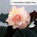 009. Бегония ампельная SweetSpice English Rose