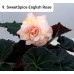 009. Бегония ампельная SweetSpice English Rose