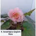 009. Бегония ампельная SweetSpice English Rose