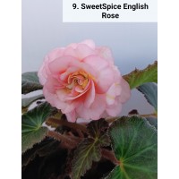 009. Бегония ампельная SweetSpice English Rose