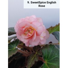 009. Бегония ампельная SweetSpice English Rose
