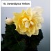 010. Бегония ампельная SweetSpice Yellow