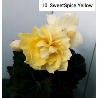 010. Бегония ампельная SweetSpice Yellow