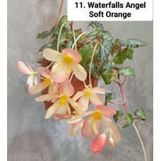 011. Бегония ампельная Waterfalls Angel Soft Orange