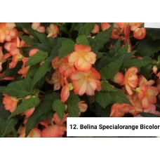 012. Бегония ампельная  Belina Specialorange Bicolor 