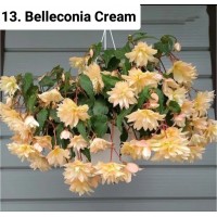 013. Бегония ампельная Belleconia Cream