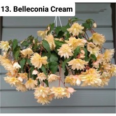 013. Бегония ампельная Belleconia Cream