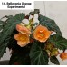 014. Бегония ампельная Belleconia Orange Experimental