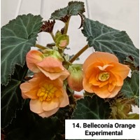 014. Бегония ампельная Belleconia Orange Experimental