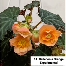014. Бегония ампельная Belleconia Orange Experimental