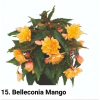 015. Бегония ампельная Belleconia Mango