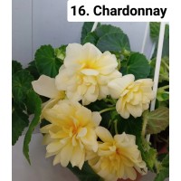 016. Бегония ампельная Chardonnay