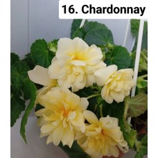 016. Бегония ампельная Chardonnay