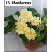 016. Бегония ампельная Chardonnay