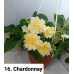 016. Бегония ампельная Chardonnay